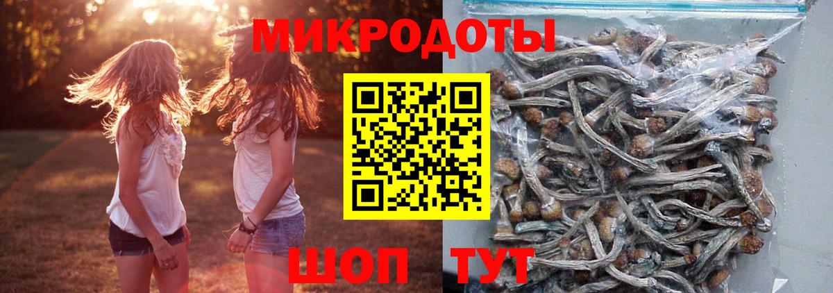 Галлюциногенные грибы Psilocybe Казань